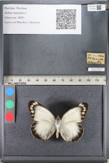 Media type: image;   Entomology 139918
